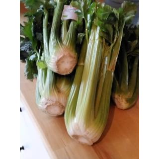 Staudensellerie 1 Stück 350g+
