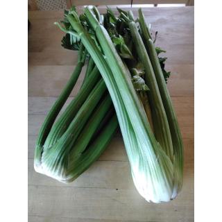 Sellerie "Verarbeitung" lose Stangen
